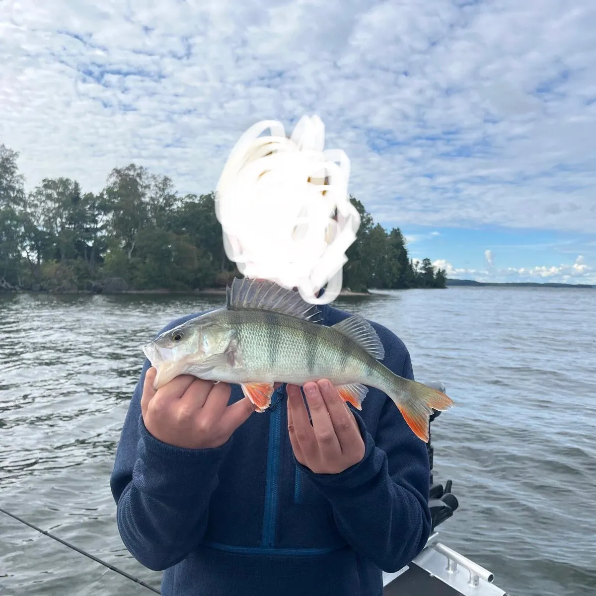 European perch caught on Fishbrain