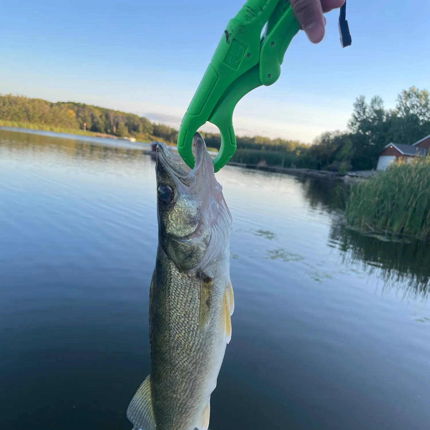 Walleye caught on Fishbrain