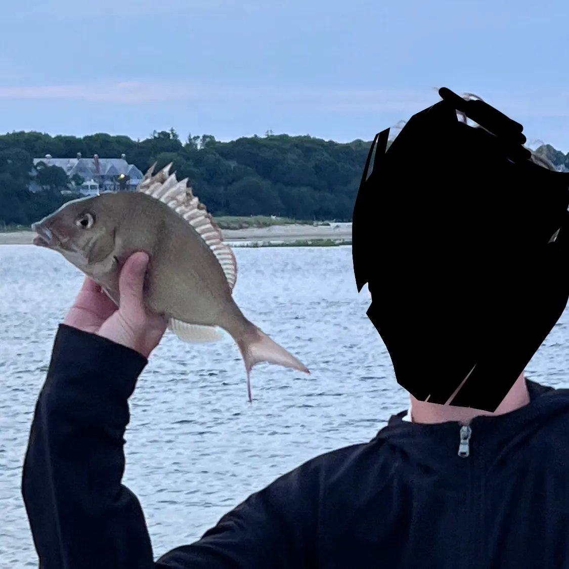 The most recent Scup catches on Fishbrain