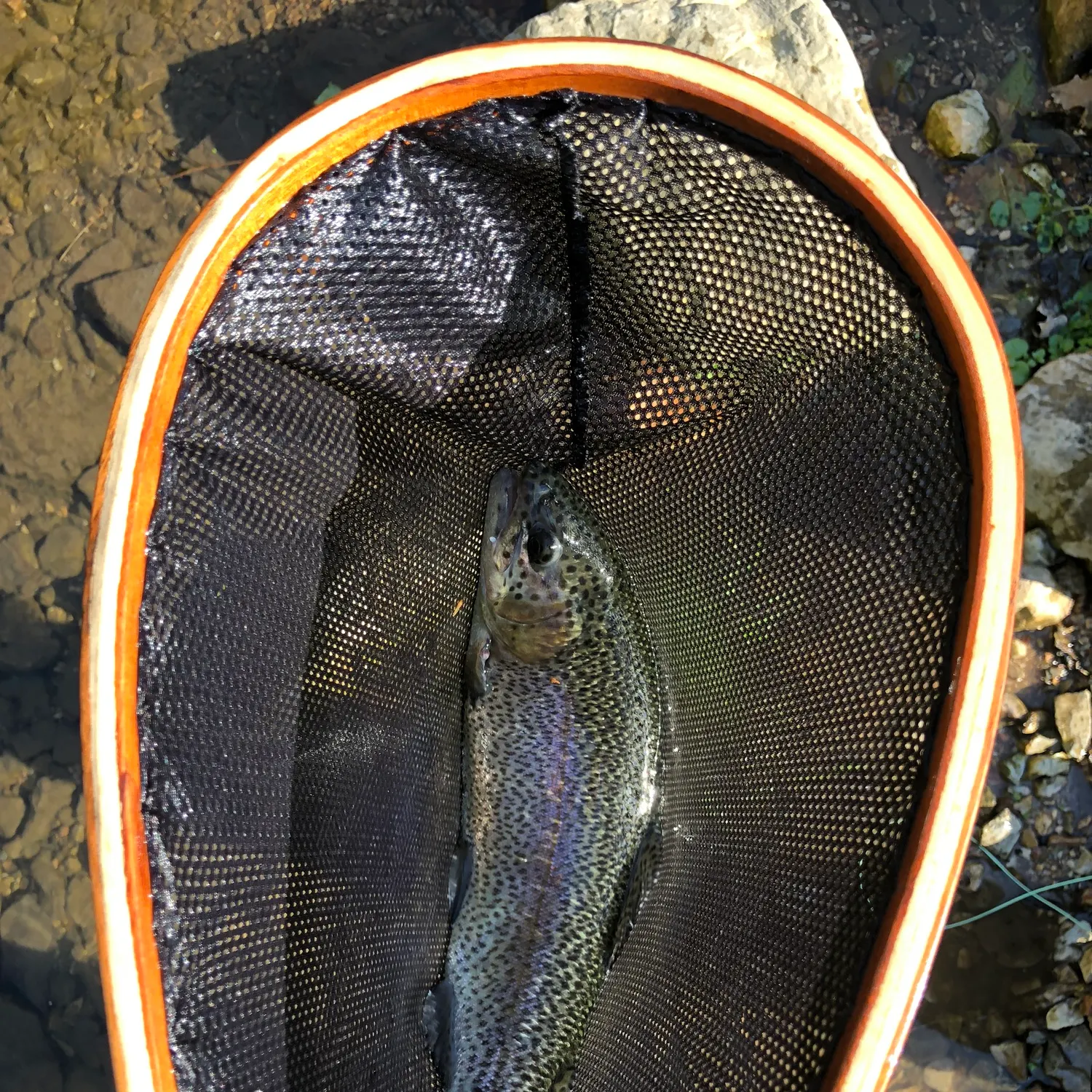 Rainbow trout caught on Fishbrain