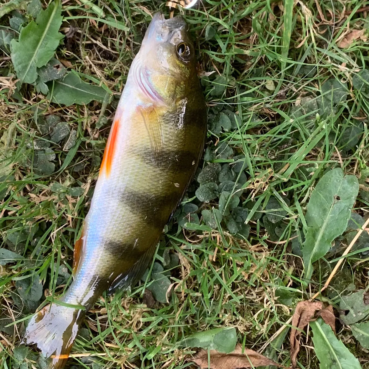 European perch caught on Fishbrain