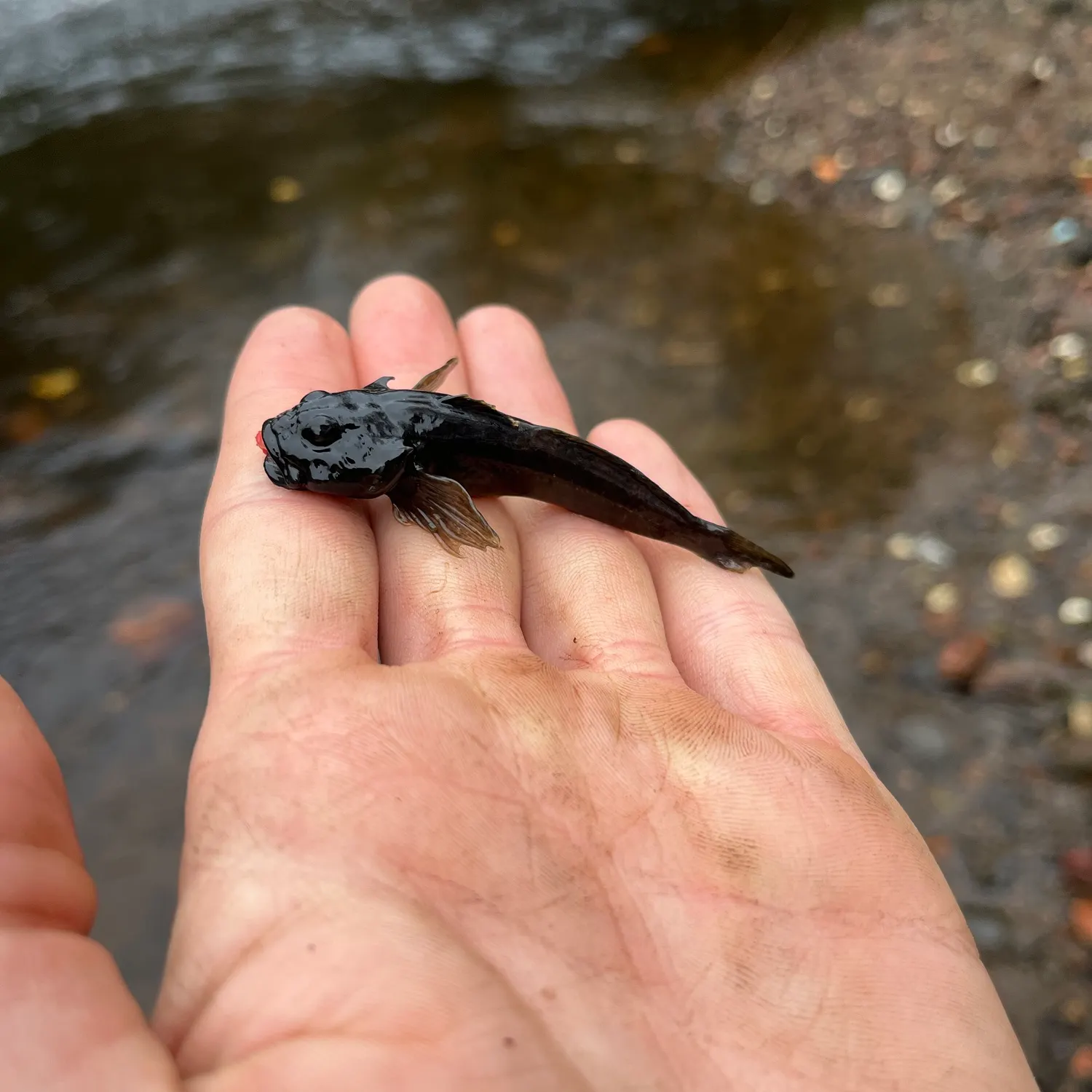 The most recent European bullhead catches on Fishbrain