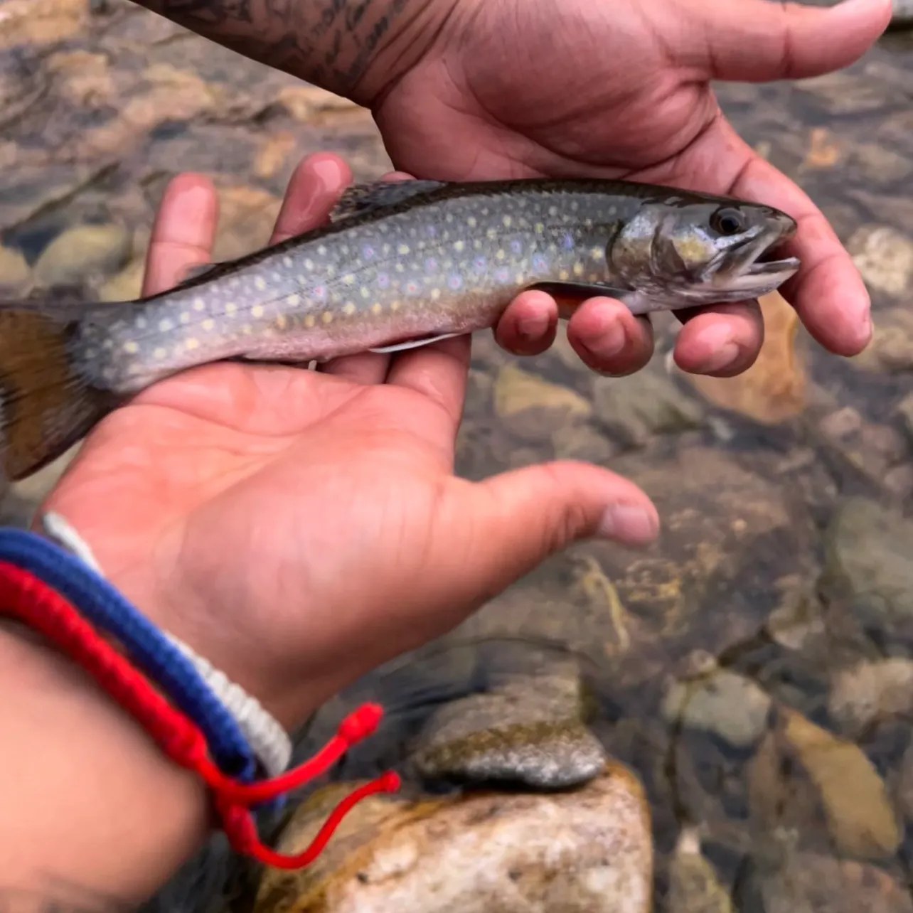 Brook trout caught on Fishbrain