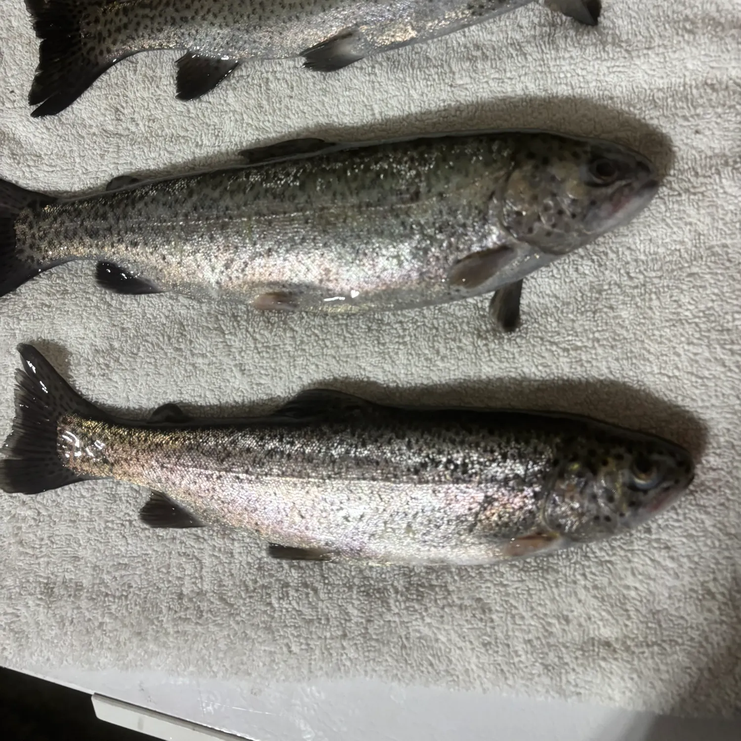 angler catch