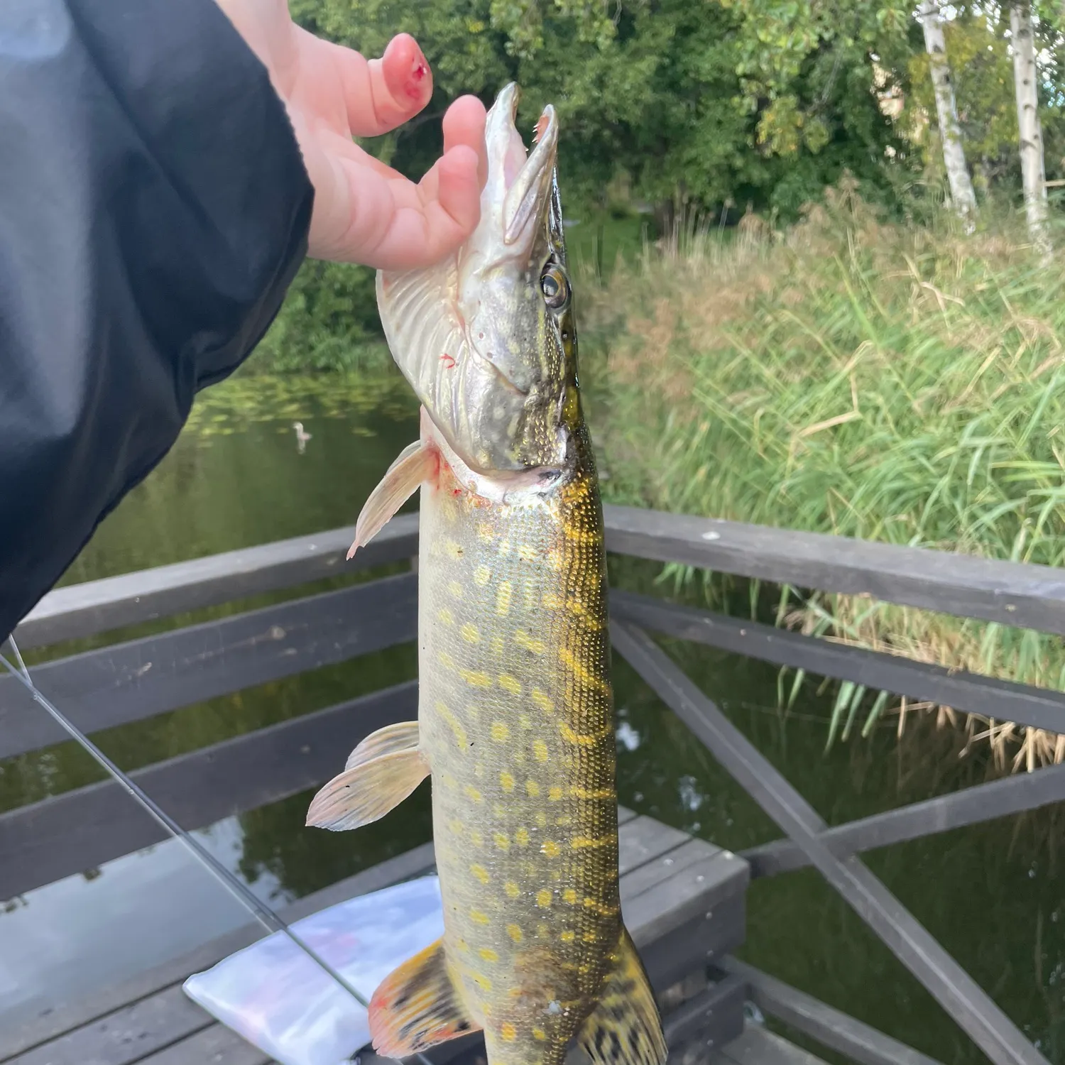 Northern pike caught on Fishbrain