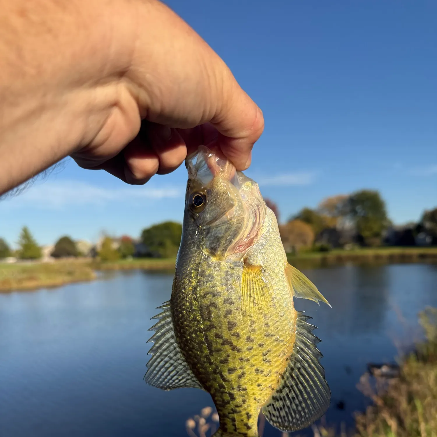 Black crappie caught on Fishbrain