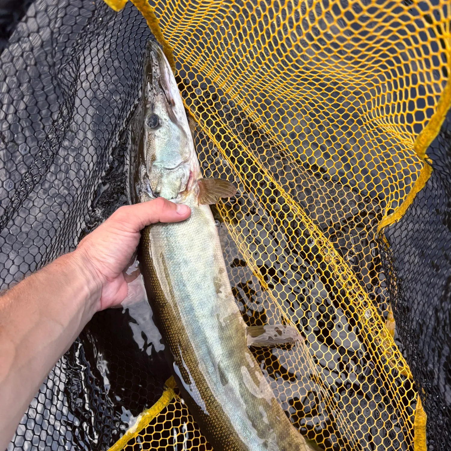 catch