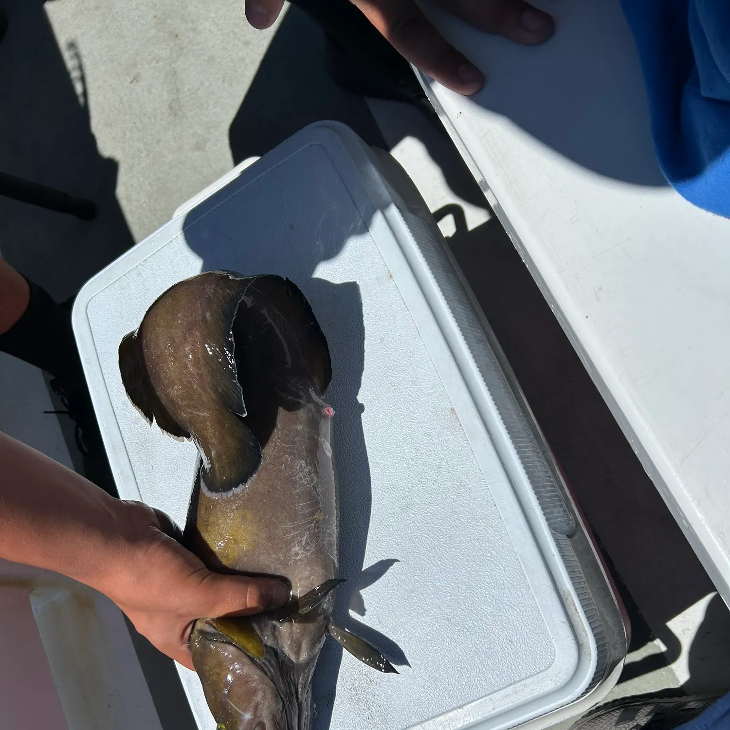 The most recent Tusk catches on Fishbrain