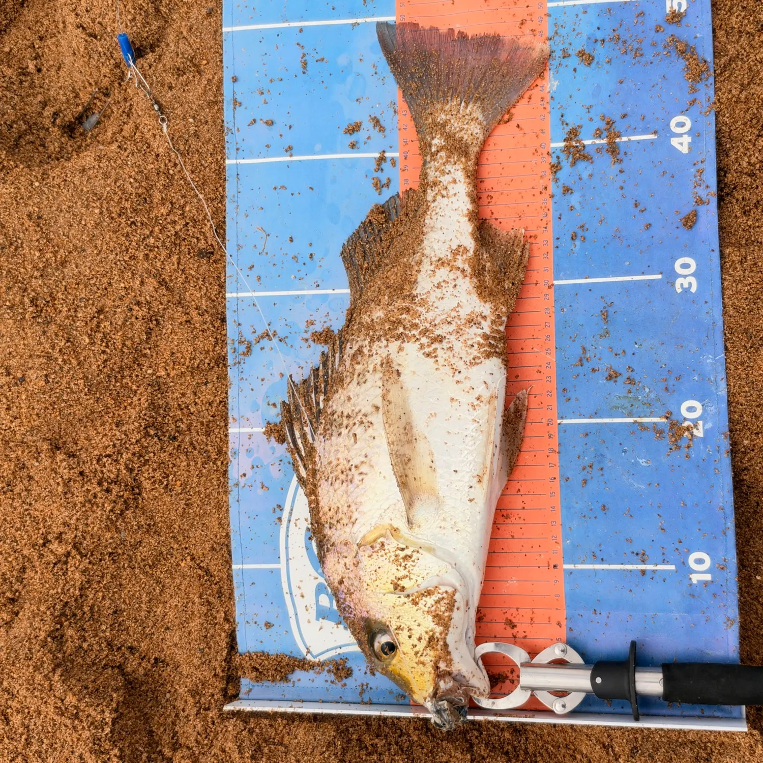 Javelin grunter caught on Fishbrain