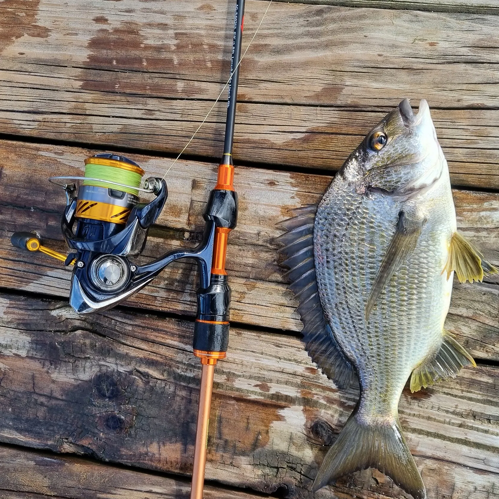 recently logged catches