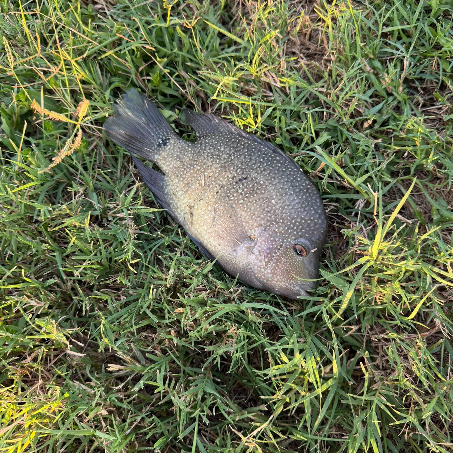 The most recent Rio Grande cichlid catches on Fishbrain