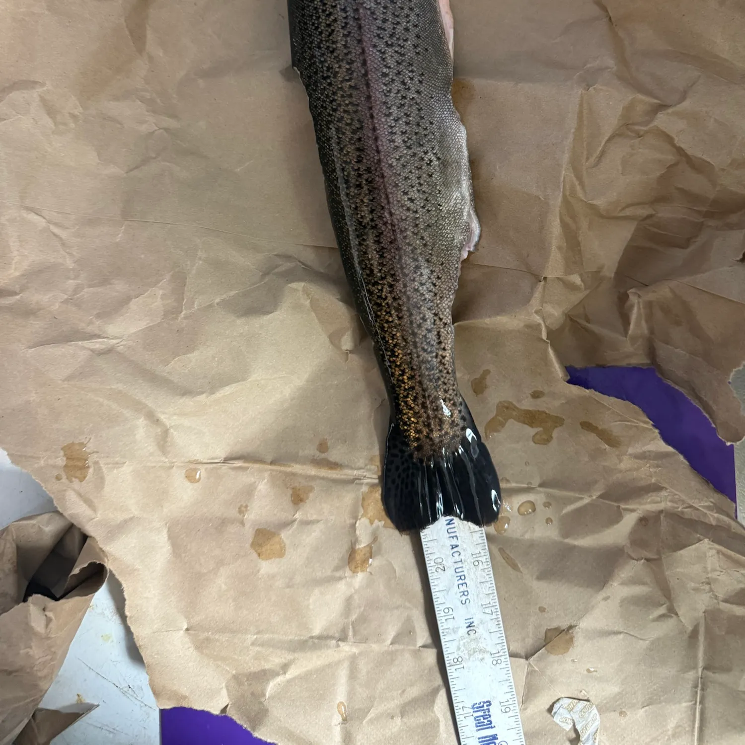 Rainbow trout caught on Fishbrain