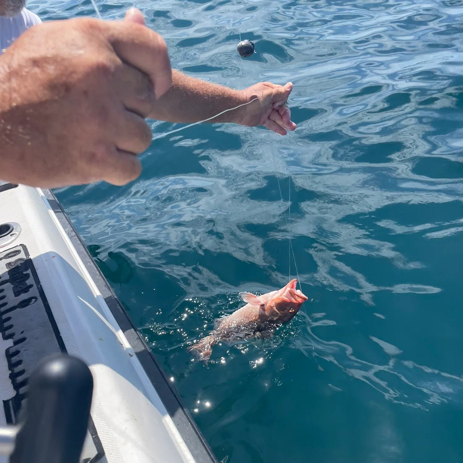 Red grouper caught on Fishbrain