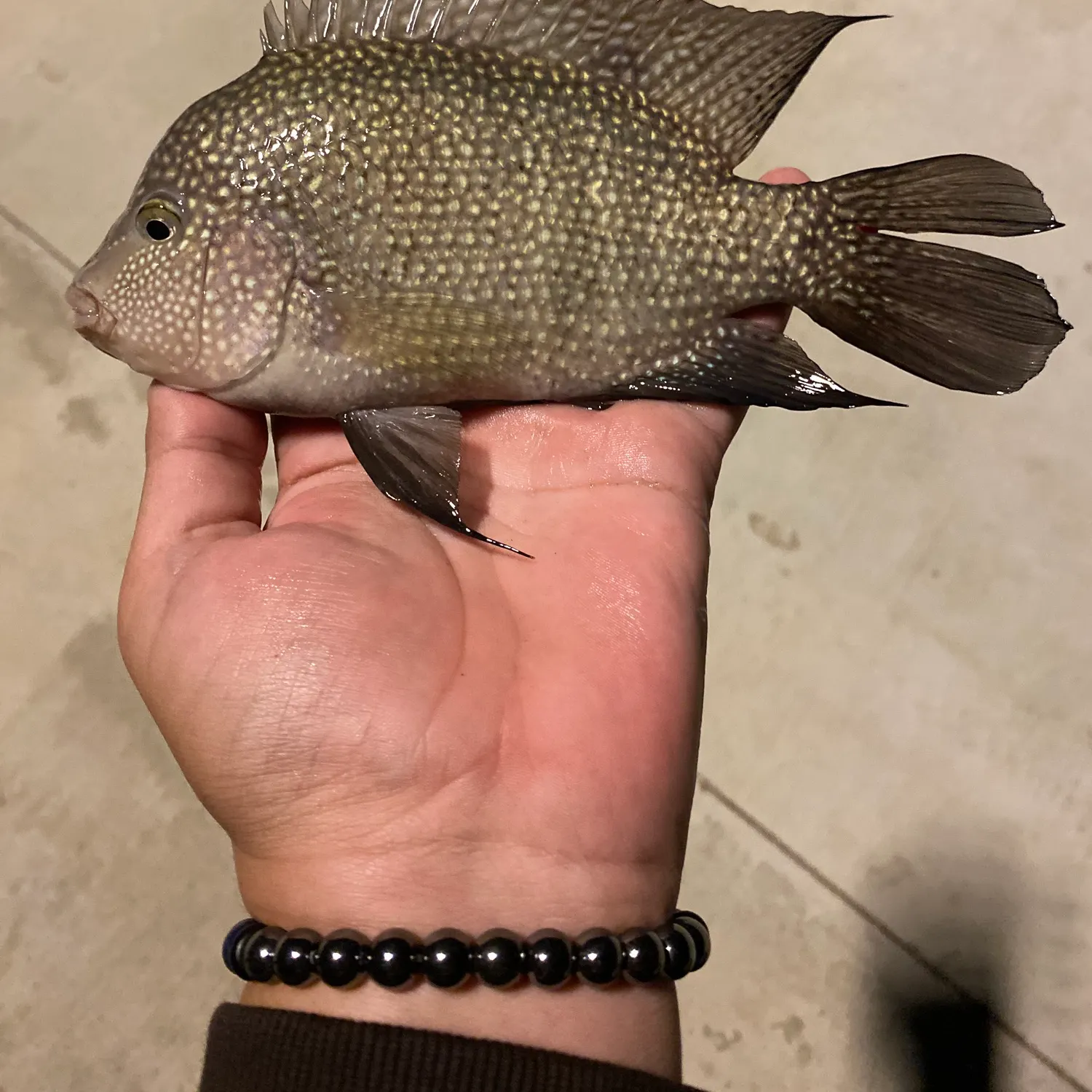 The most recent Rio Grande cichlid catches on Fishbrain