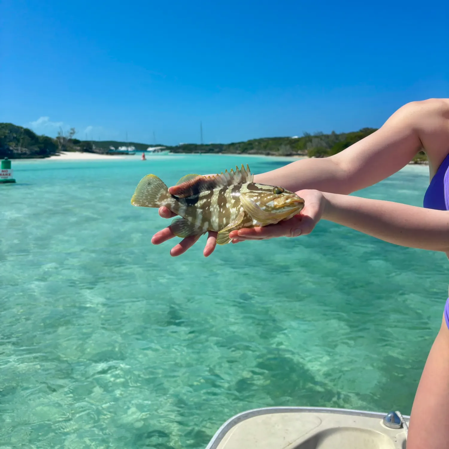 The most recent Nassau grouper catches on Fishbrain