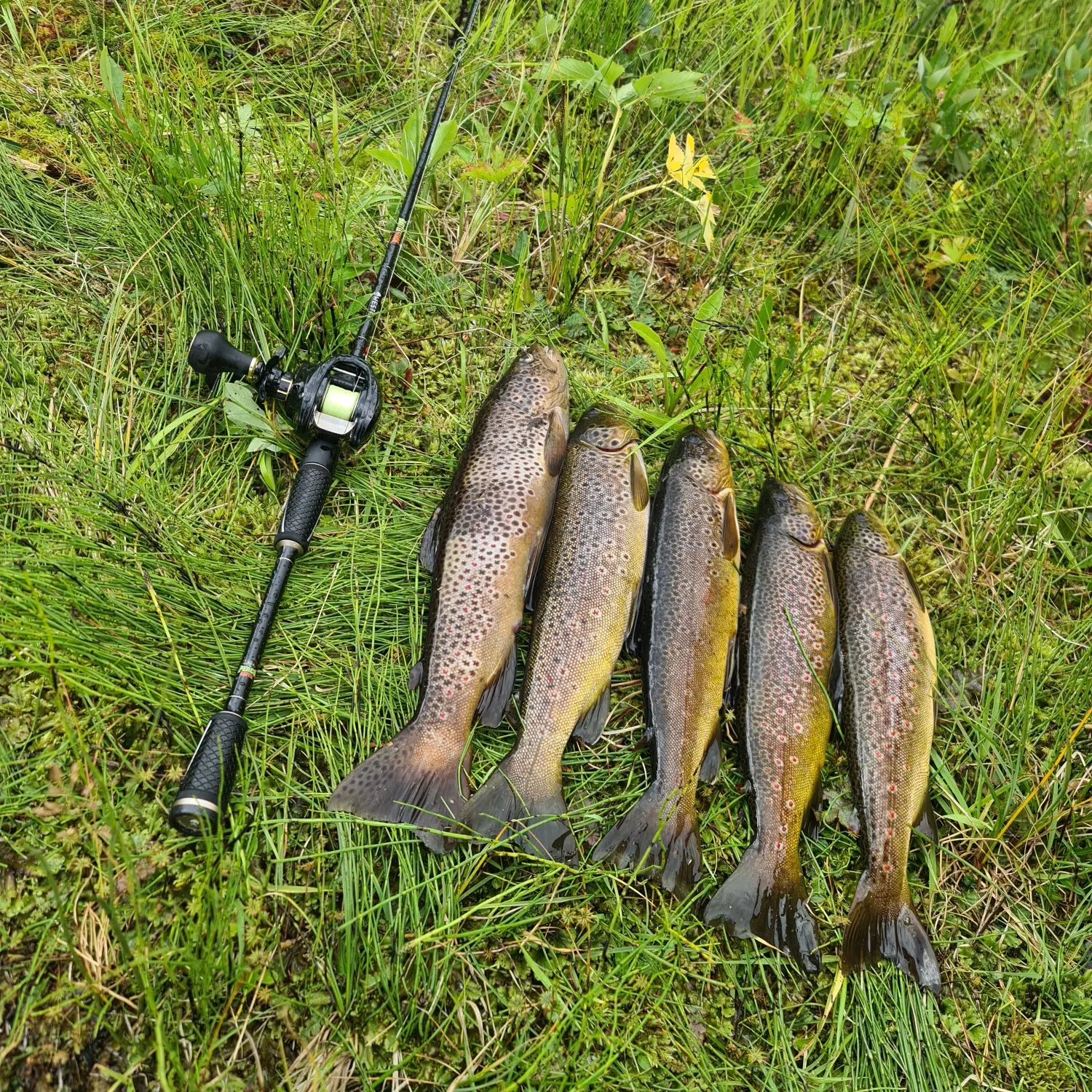 recently logged catches