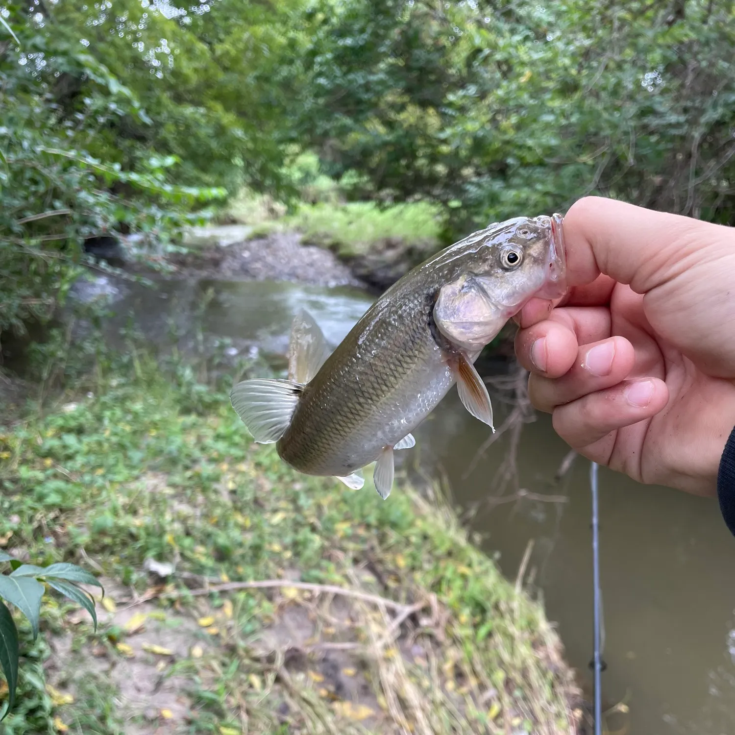Creek chub caught on Fishbrain