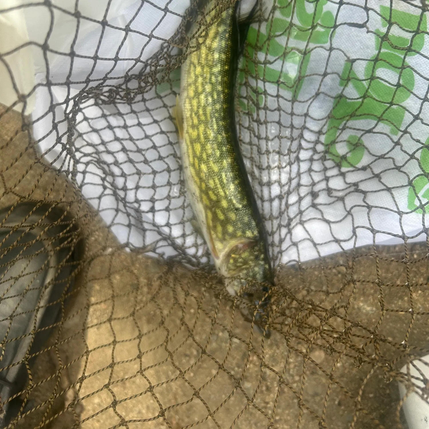 Chain pickerel caught on Fishbrain