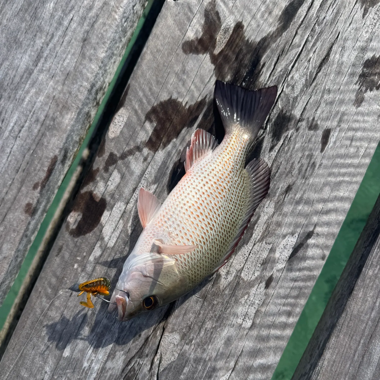 The most recent Mangrove snapper catches on Fishbrain