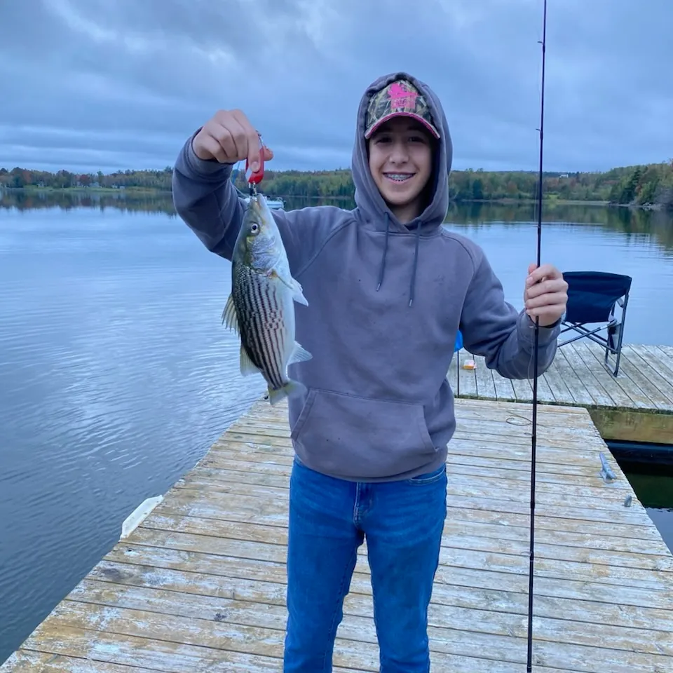 Striped bass caught on Fishbrain
