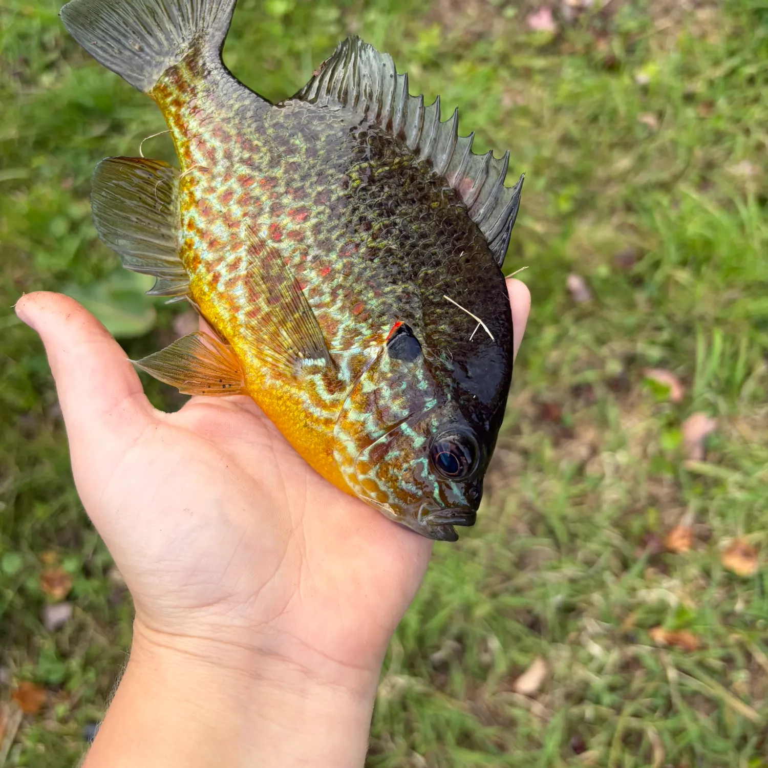 Pumpkinseed caught on Fishbrain