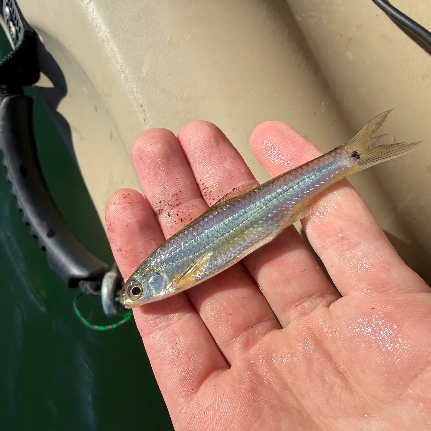The most recent Spottail shiner catches on Fishbrain
