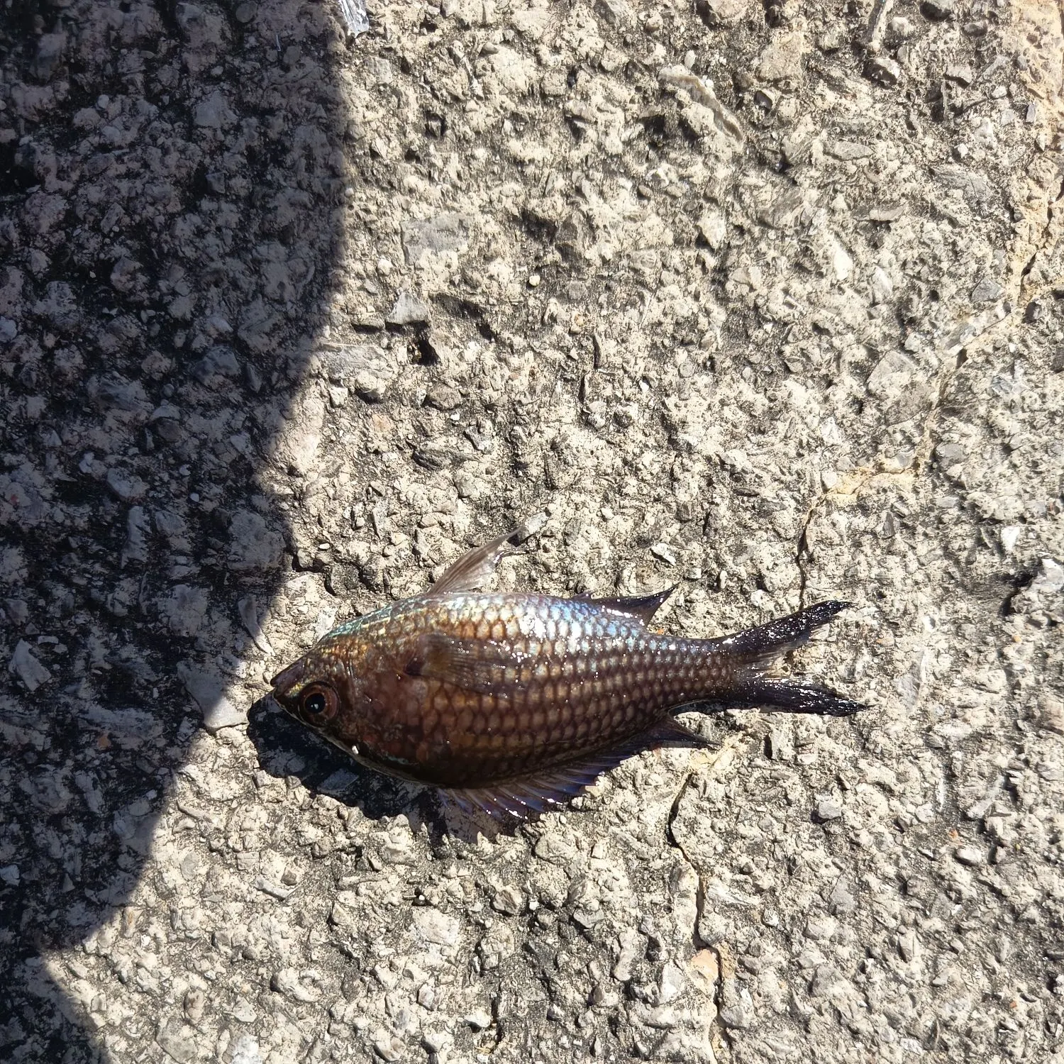 The most recent Mediterranean chromis catches on Fishbrain