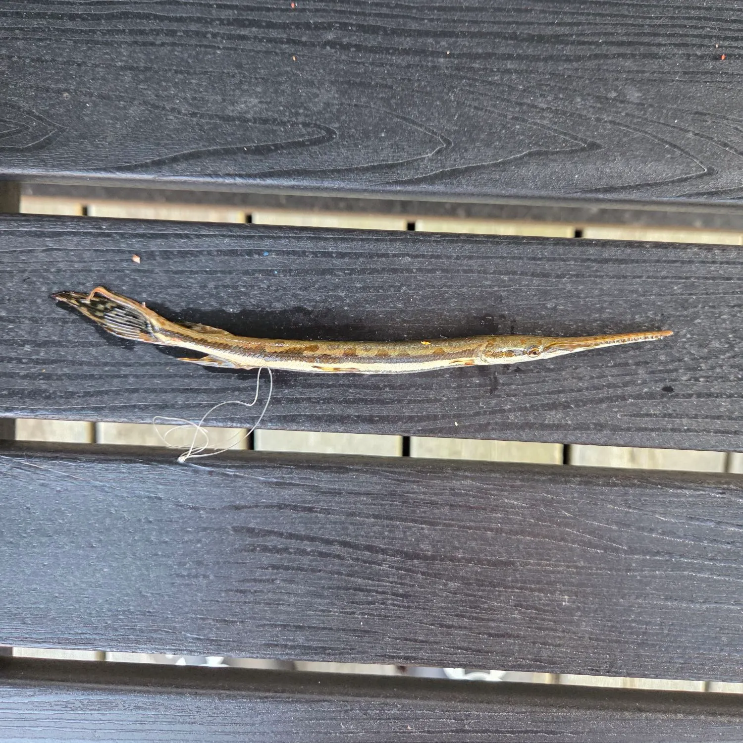 The most recent Longnose gar catches on Fishbrain