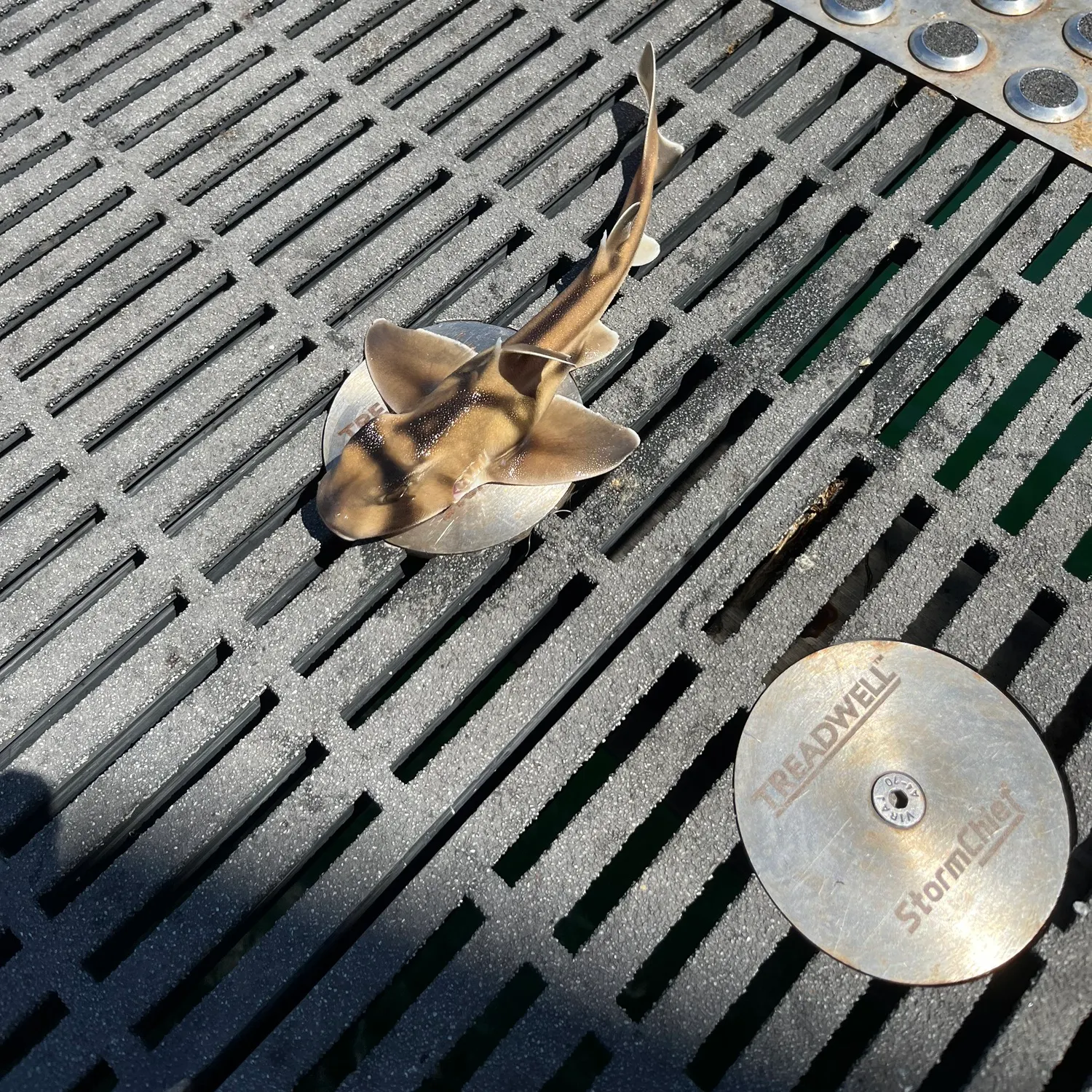 The most recent Port Jackson shark catches on Fishbrain