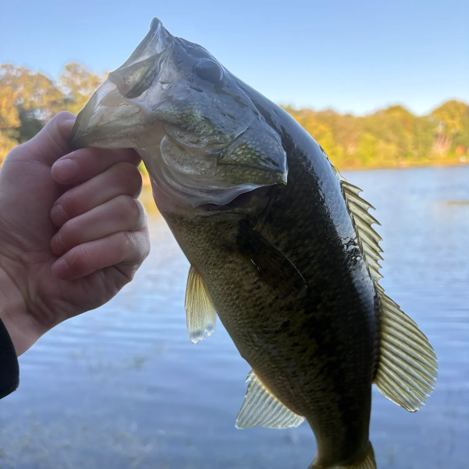 Largemouth bass caught on Fishbrain