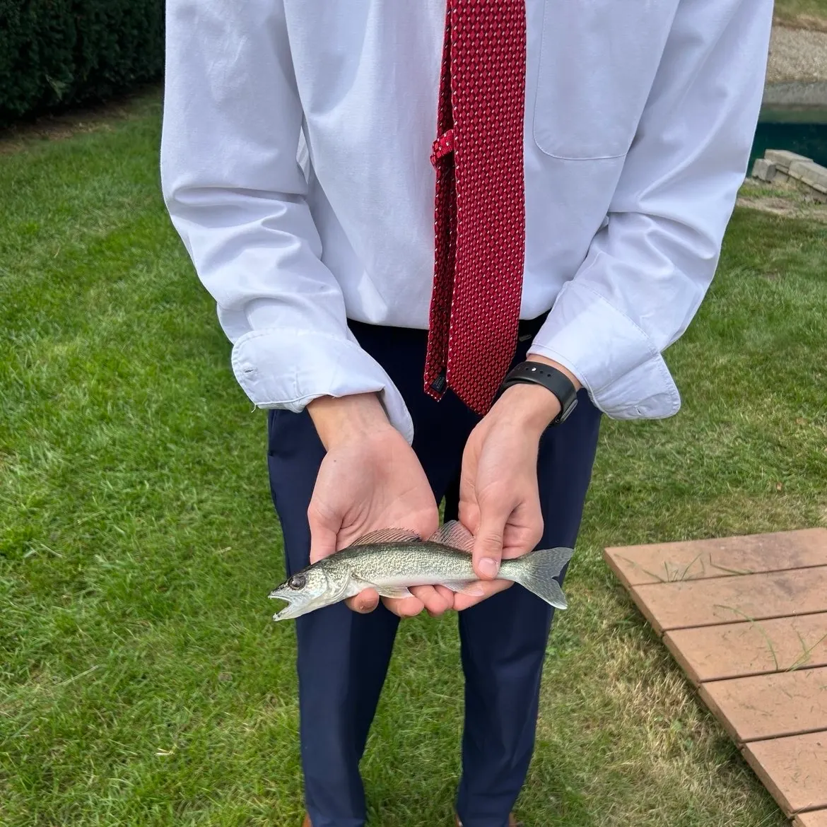Walleye caught on Fishbrain