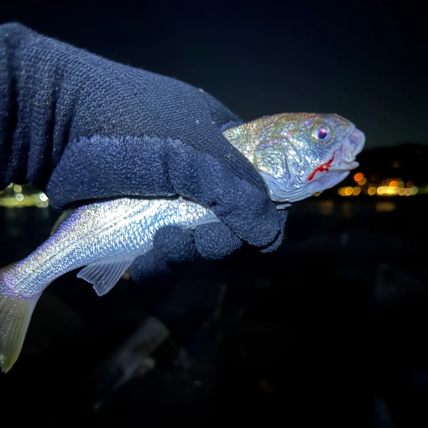Yellowfin croaker caught on Fishbrain