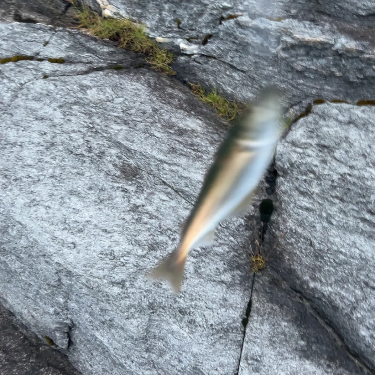 Atlantic pollock caught on Fishbrain