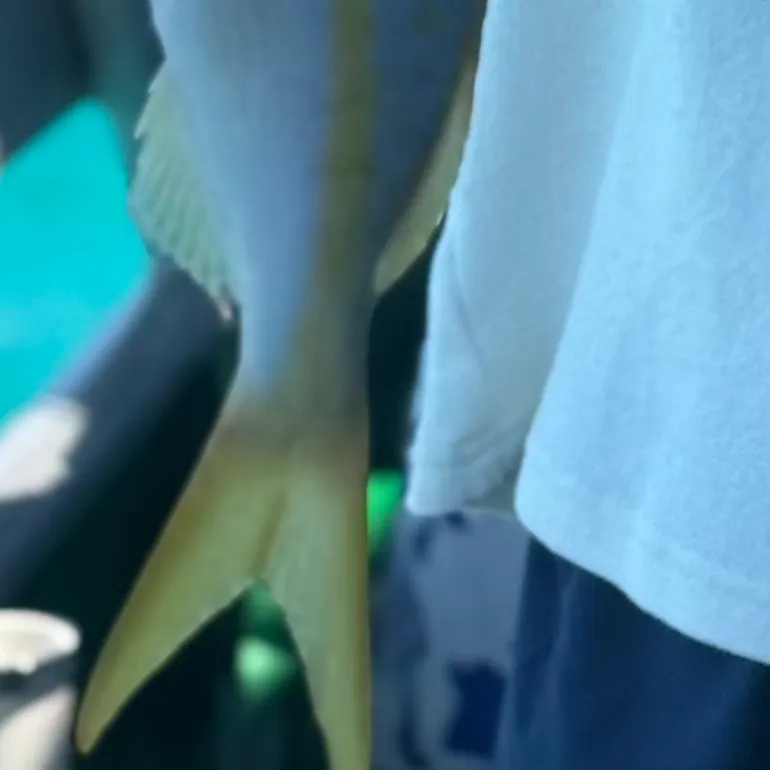 most liked catch image
