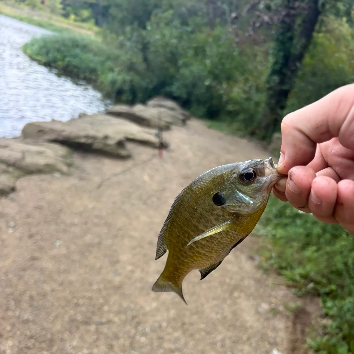 Bluegill caught on Fishbrain