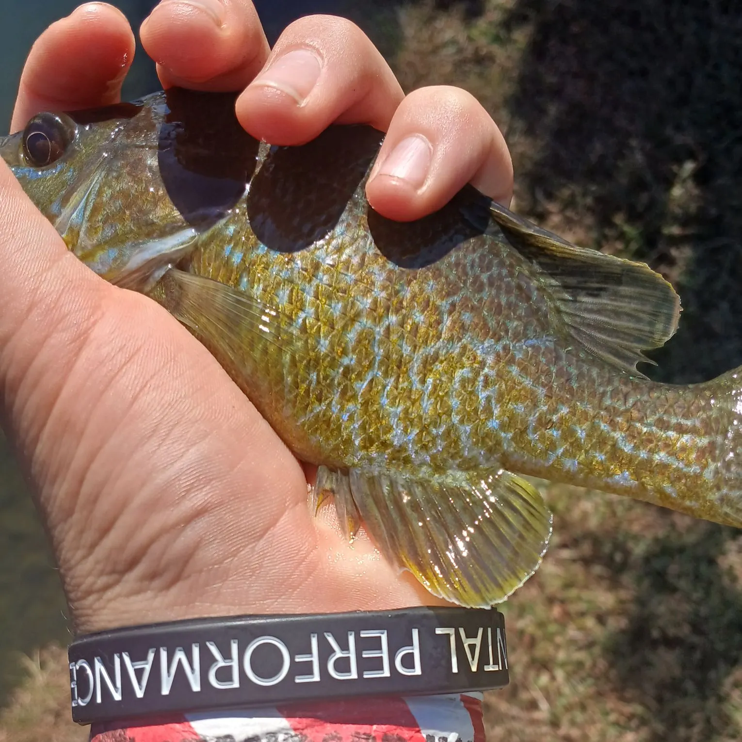 Greengill hybrid caught on Fishbrain