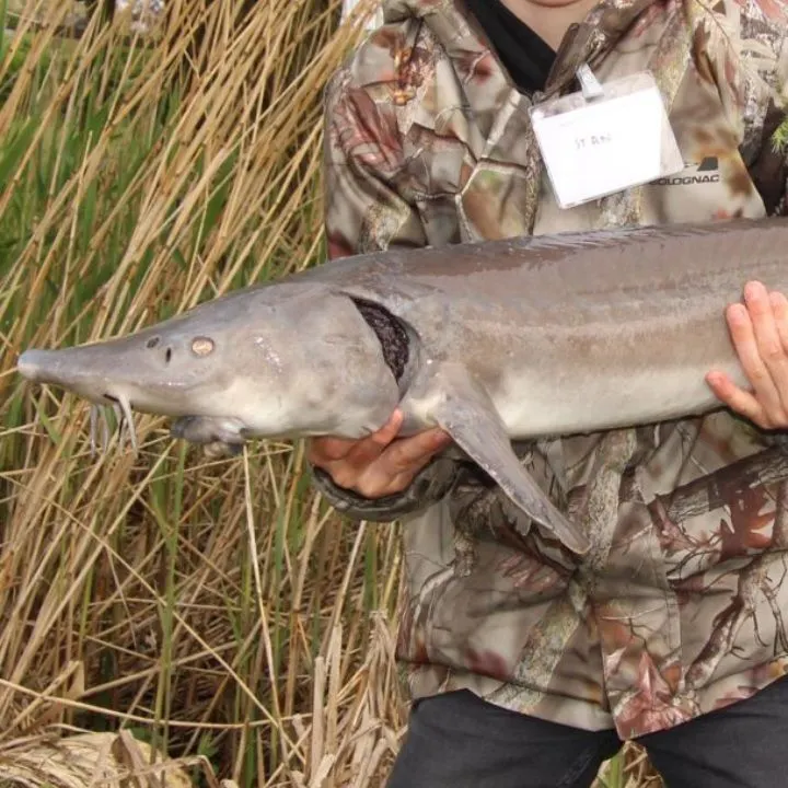 The most recent Green sturgeon catches on Fishbrain