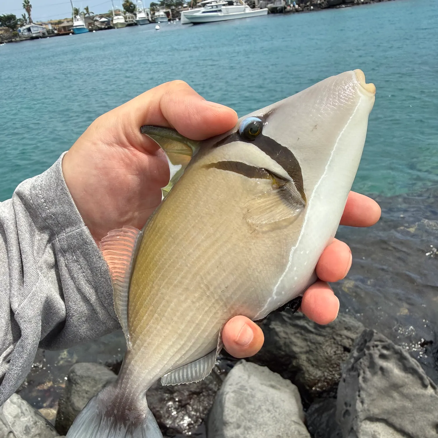 The most recent Halfmoon triggerfish catches on Fishbrain