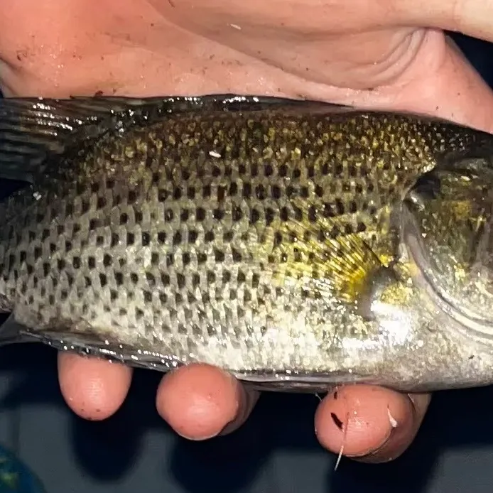 The most recent Rock bass catches on Fishbrain