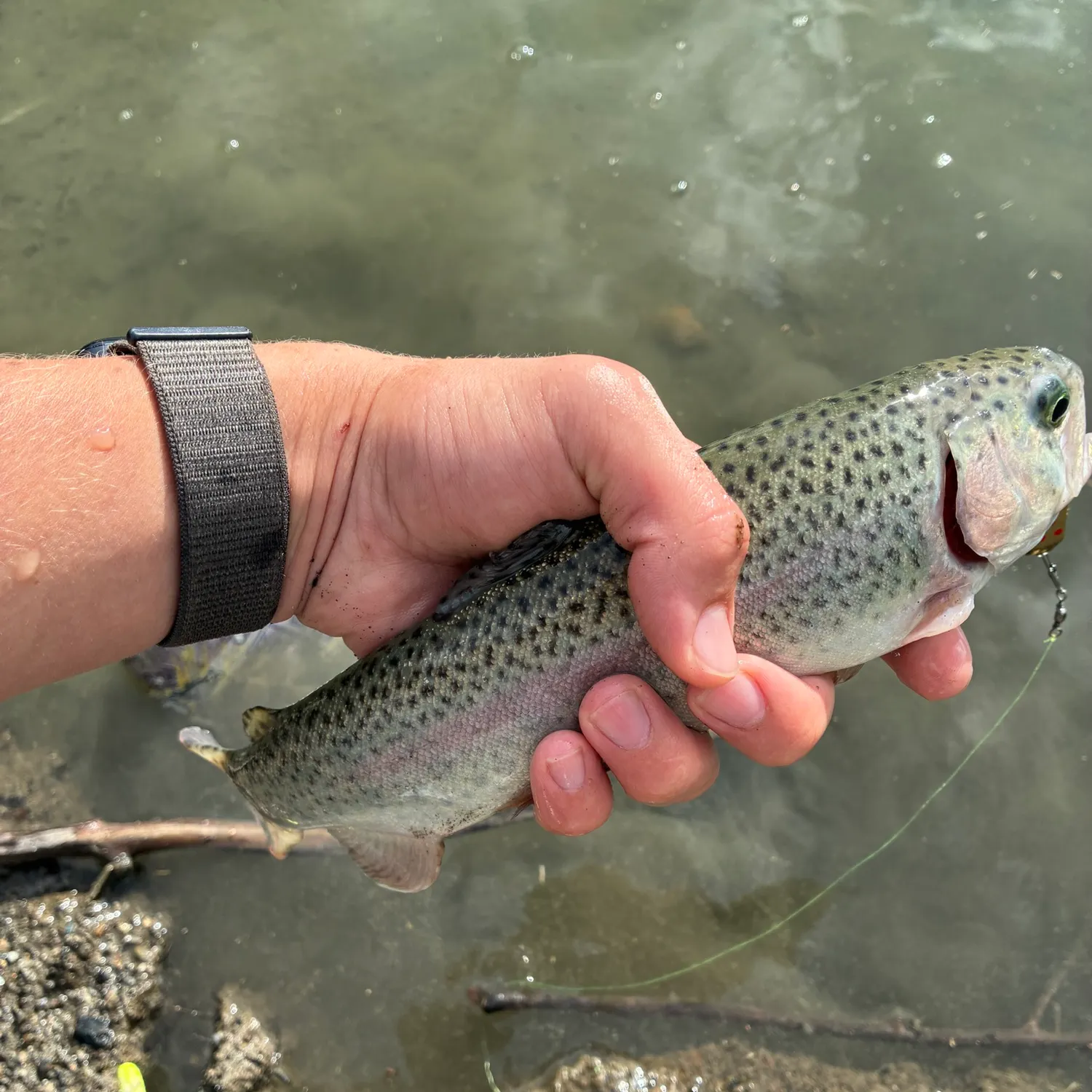 Rainbow trout caught on Fishbrain