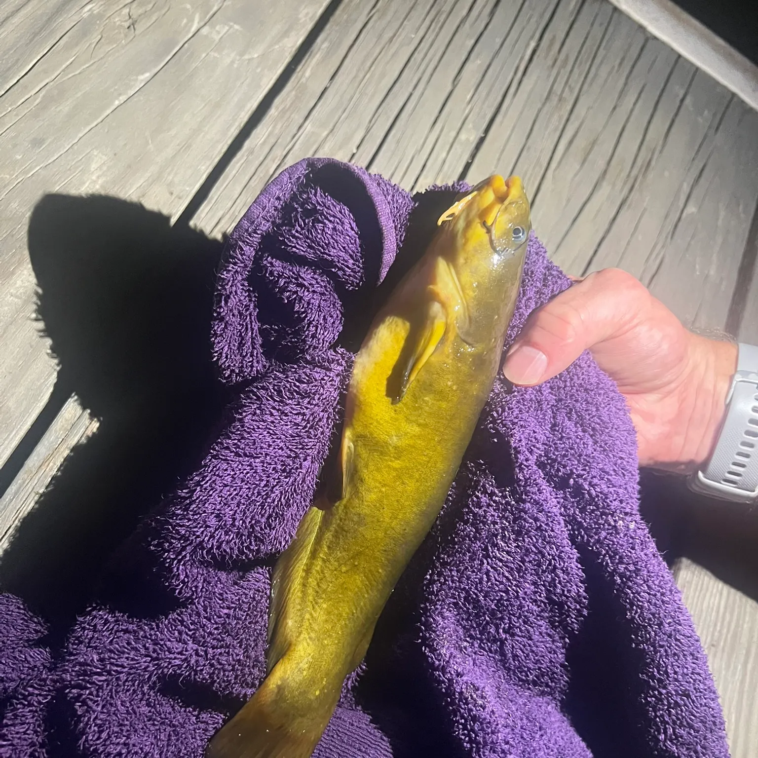 recently logged catches