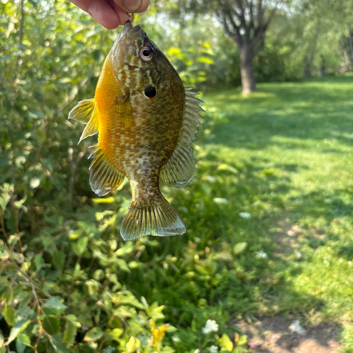 Pumpkinseed caught on Fishbrain