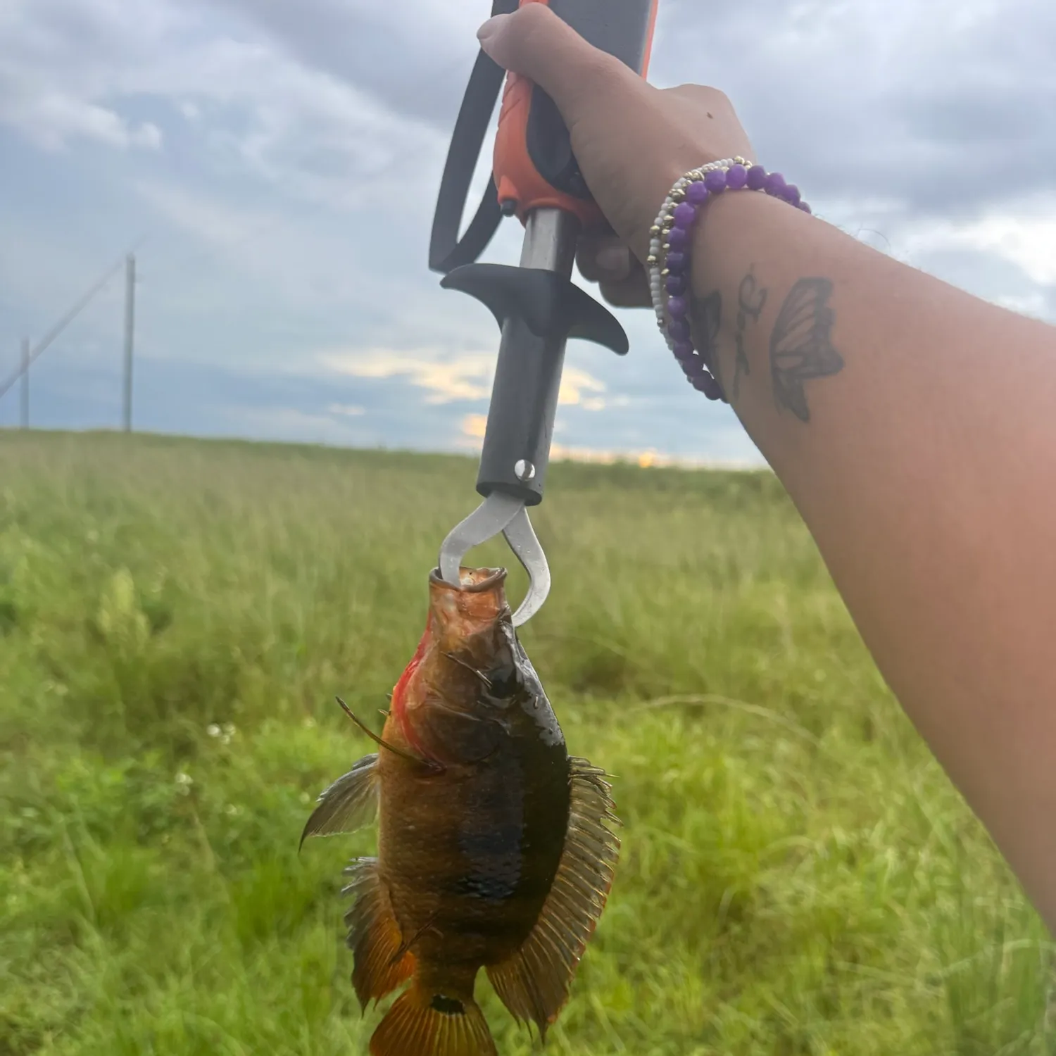 The most recent Mayan cichlid catches on Fishbrain