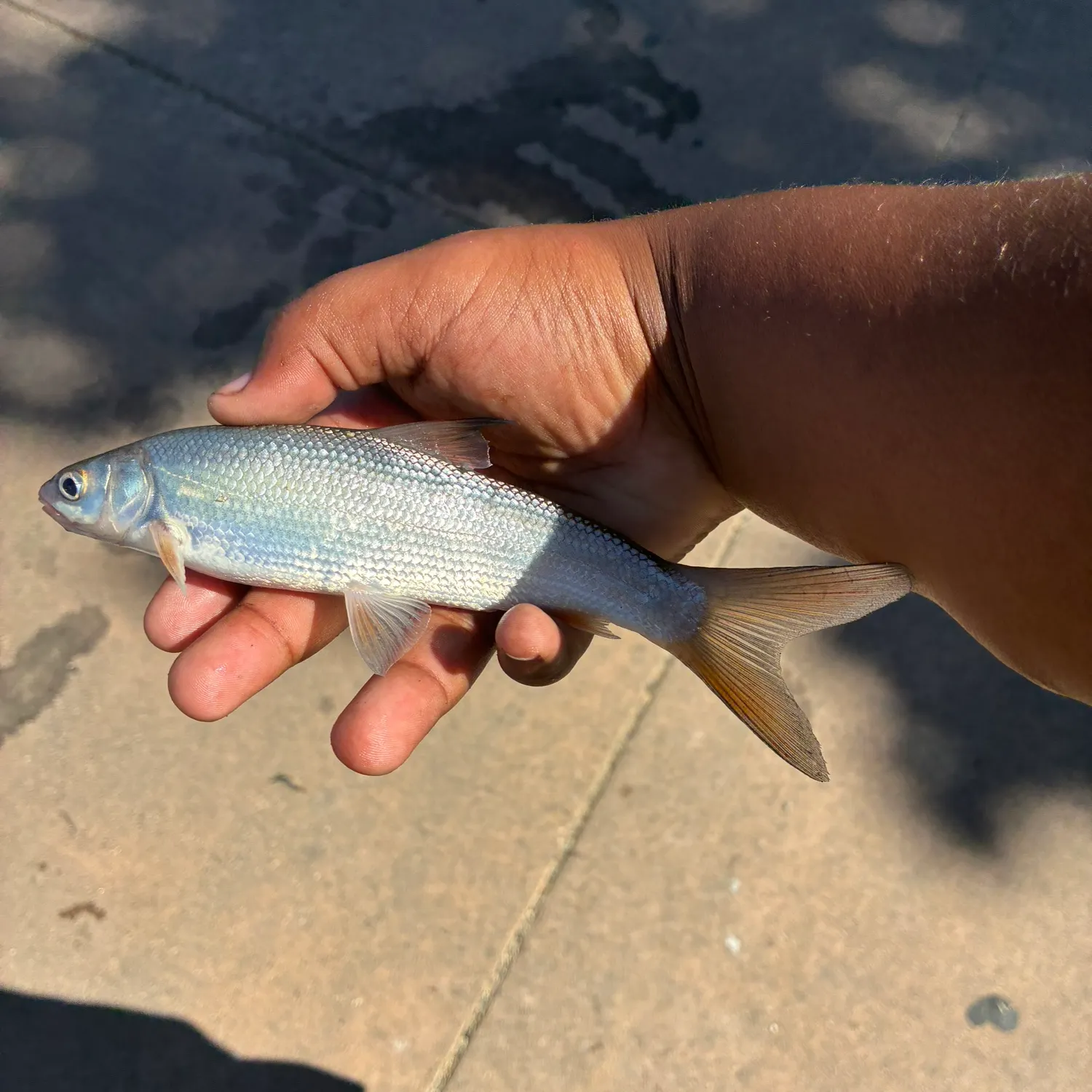 The most recent Splittail catches on Fishbrain
