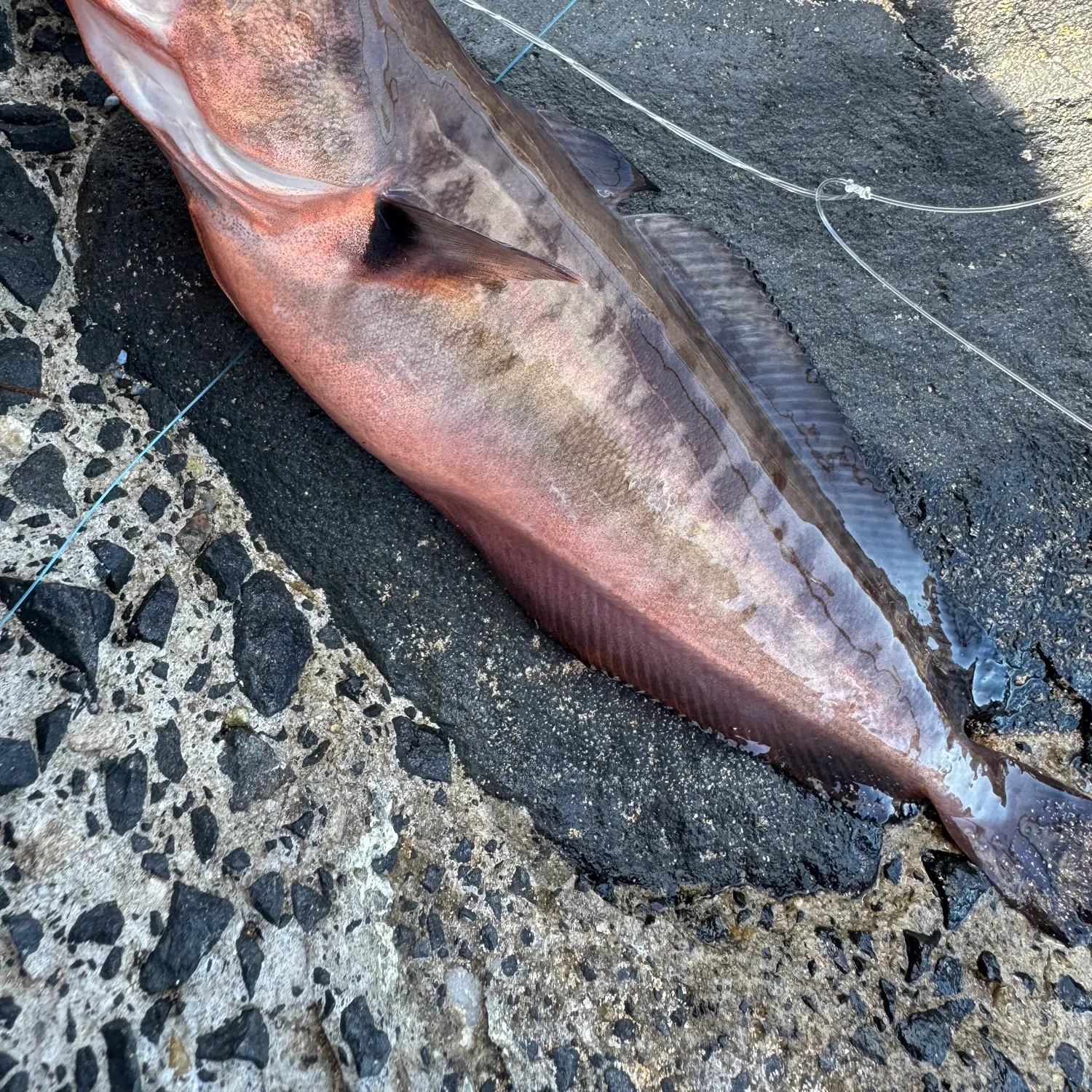 The most recent Red codling catches on Fishbrain