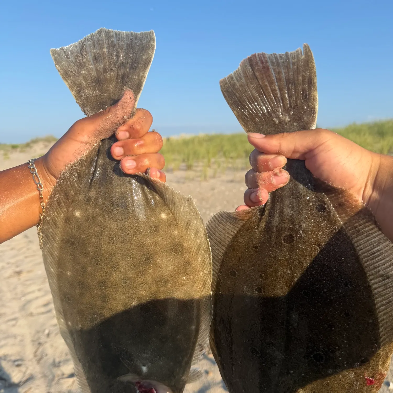 Summer flounder caught on Fishbrain
