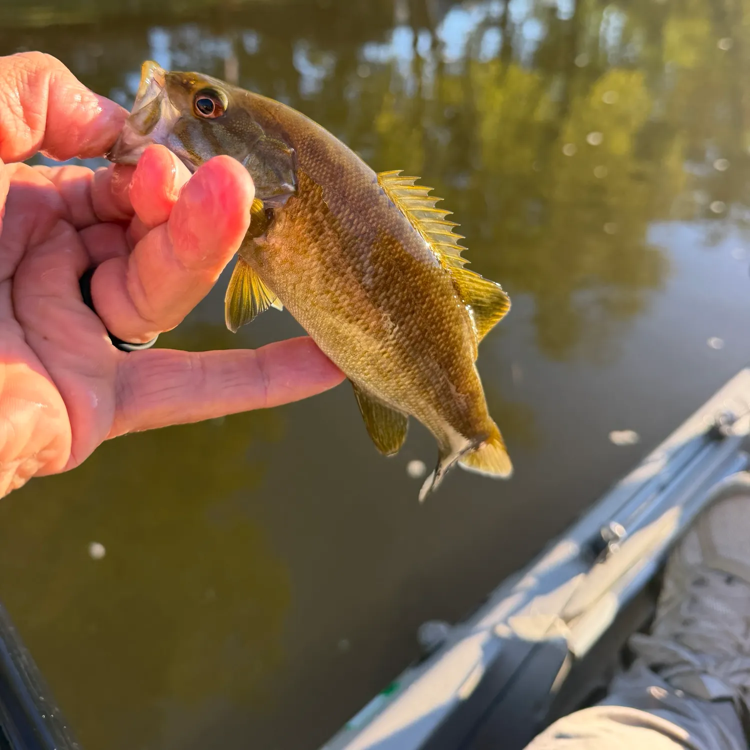 Smallmouth bass caught on Fishbrain