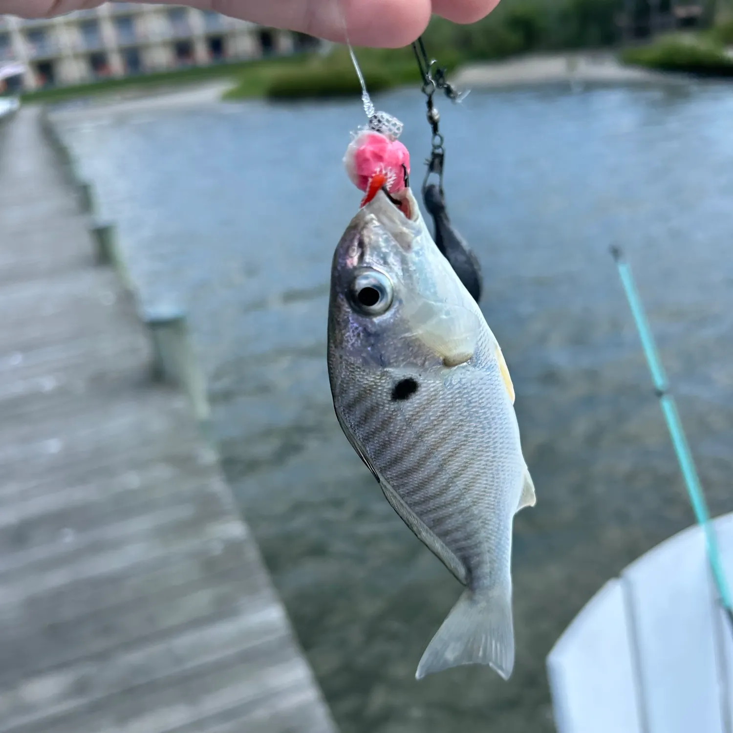 Spot croaker caught on Fishbrain