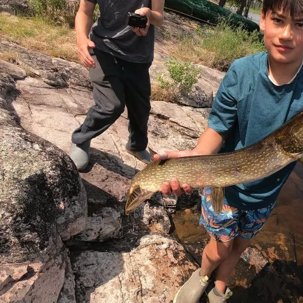 Northern pike caught on Fishbrain