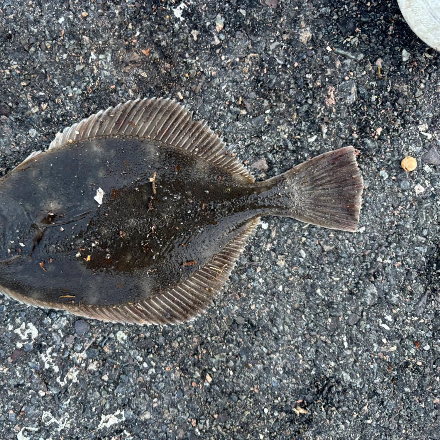 European flounder caught on Fishbrain